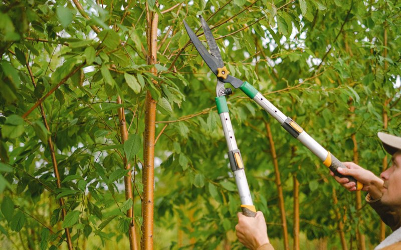 Tree trimming in Dallas, WI