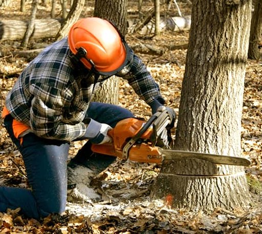 Tree Removal in Dallas, WI